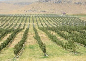 Түркістан облысында 30 миллион АҚШ долларына зауыт салу жоспарланып отыр