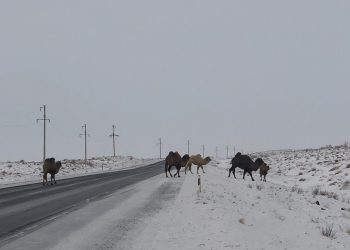 «Айғақ» арнасының тілшілері дала керуендерінің керемет көрінісіне куә болды