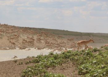 Қазақстанда киіктердің саны қанша