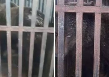 Түркістан облысында мал базарында аю сатылған