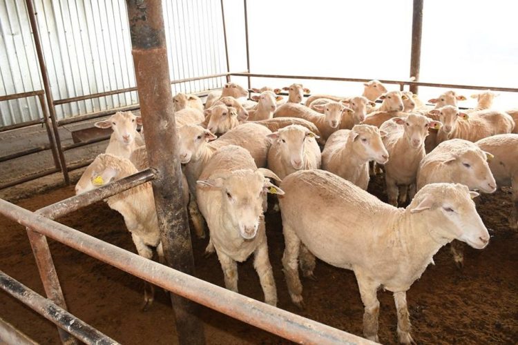 Қазығұрт ауданында жылына 1 мың тонна өсімдік майы өндіріледі