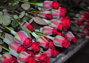 ҚАЗЫҒҰРТТЫҚ БАҒБАН 8 НАУРЫЗҒА 50 МЫҢ ГҮЛДІ САТЫЛЫМҒА ШЫҒАРМАҚ