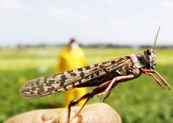 МАРОККО ШЕГІРТКЕСІНЕ ҚАРСЫ КҮРЕС ҚАЙ ДЕҢГЕЙДЕ?