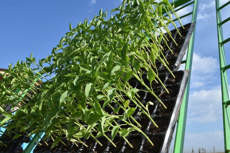 Келес ауданының ауылшаруашылығында озық технологиялар енгізілуде