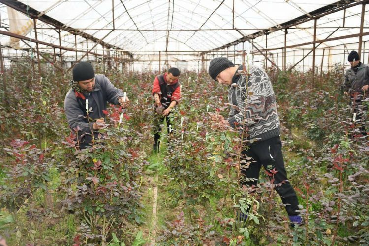 ҚАЗЫҒҰРТТЫҚ БАҒБАН 8 НАУРЫЗҒА 50 МЫҢ ГҮЛДІ САТЫЛЫМҒА ШЫҒАРМАҚ