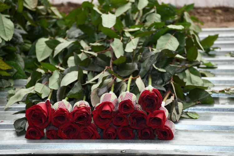 ҚАЗЫҒҰРТТЫҚ БАҒБАН 8 НАУРЫЗҒА 50 МЫҢ ГҮЛДІ САТЫЛЫМҒА ШЫҒАРМАҚ