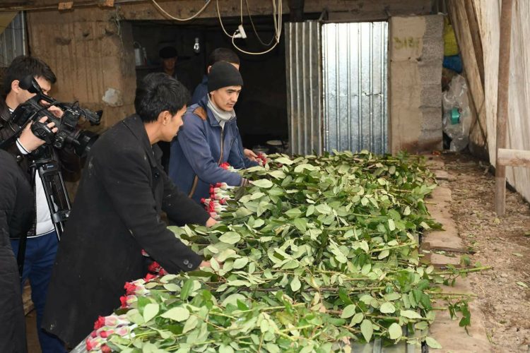 ҚАЗЫҒҰРТТЫҚ БАҒБАН 8 НАУРЫЗҒА 50 МЫҢ ГҮЛДІ САТЫЛЫМҒА ШЫҒАРМАҚ