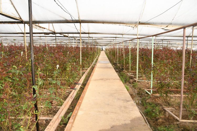 ҚАЗЫҒҰРТТЫҚ БАҒБАН 8 НАУРЫЗҒА 50 МЫҢ ГҮЛДІ САТЫЛЫМҒА ШЫҒАРМАҚ