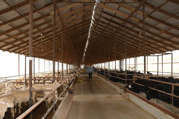 Қазығұрт ауданында жылына 1 мың тонна өсімдік майы өндіріледі