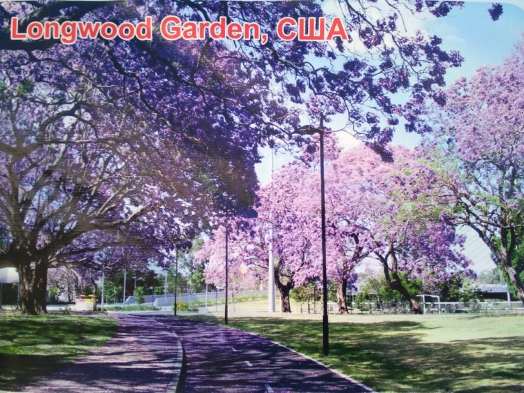 Адам ата ағашы жайында не білеміз?