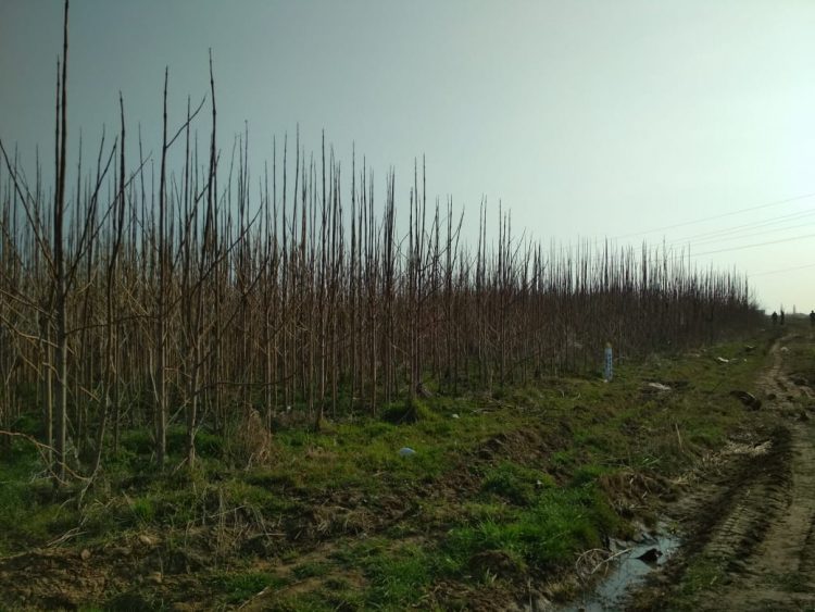 Адам ата ағашы жайында не білеміз?