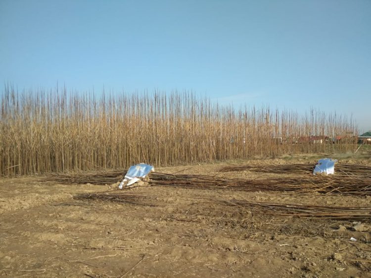 Адам ата ағашы жайында не білеміз?