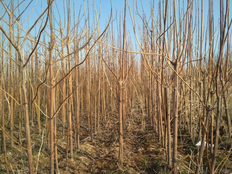 Адам ата ағашы жайында не білеміз?