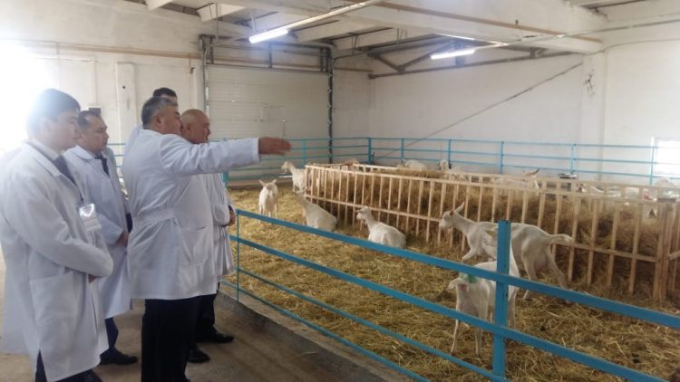 Шөкеевтің алғашқы іс-сапары Ордабасы ауданынан басталды