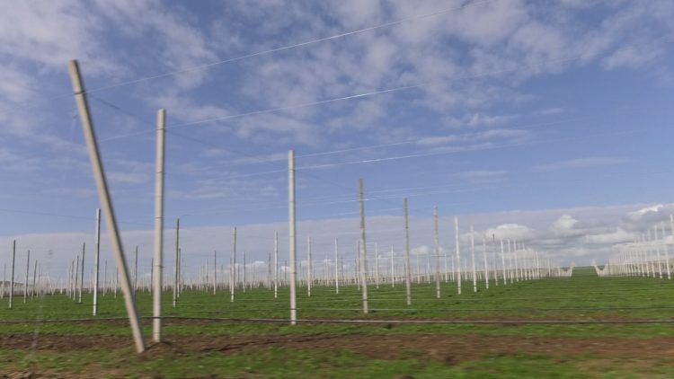 Шөкеев «Қазығұрт бақтары» өндірістік кооперативінің жұмысын көрді