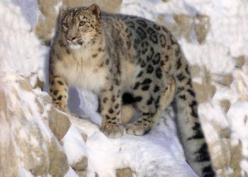 ТҮРКІСТАННЫҢ ТАУЛАРЫНДА 7 ҚАР БАРЫСЫ ЖҮР