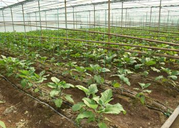 РЕСЕЙДЕ САРЫАҒАШТЫҚ ӨНІМДЕРГЕ СҰРАНЫС ӨСУДЕ