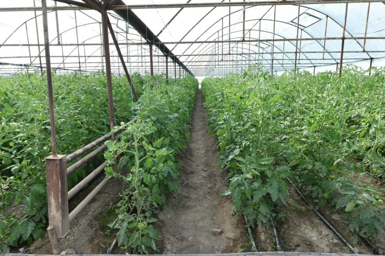 Келес ауданының ауылшаруашылығында озық технологиялар енгізілуде