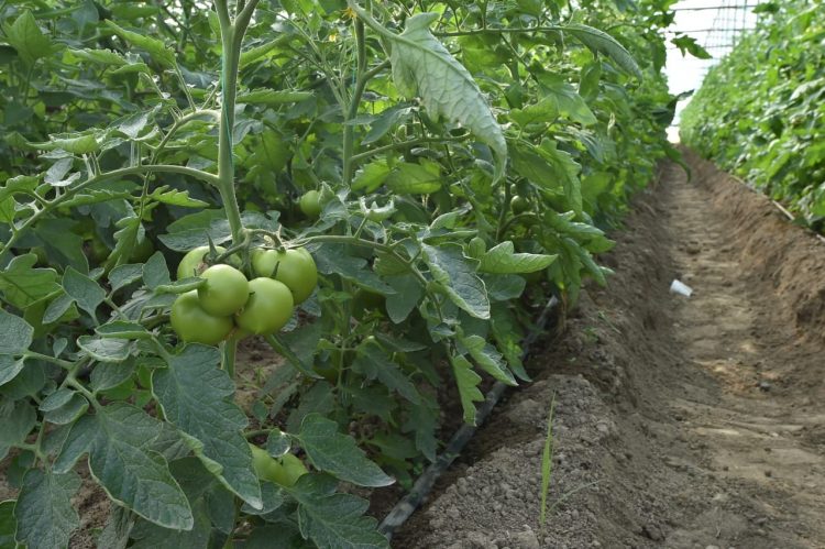 Келес ауданының ауылшаруашылығында озық технологиялар енгізілуде