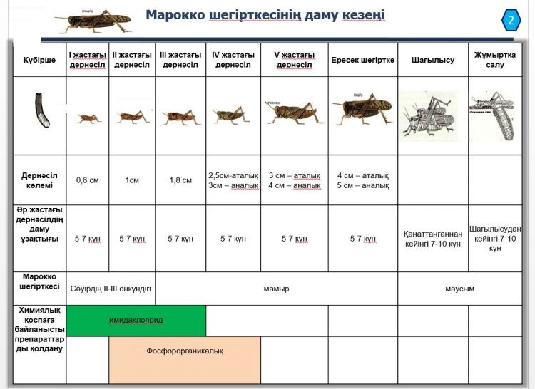 МАРОККО ШЕГІРТКЕСІНЕ ҚАРСЫ КҮРЕС ҚАЙ ДЕҢГЕЙДЕ?