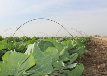 ЖЕТІСАЙ АУДАНЫНЫҢ ДИҚАНДАРЫ 77 МЫҢНАН АСТАМ ЖЕРГЕ ЕГІН ЕГЕДІ