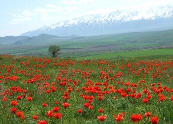 Қызғалдақты жұлғандар заң арқылы жазаланады