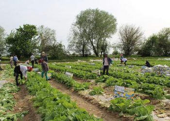 Мақтааралдық шаруа тамшылатып суғарудың арқасында 400 центнерден өнім алды