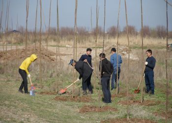 ТҮРКІСТАНҒА 100 МЫҢ ТҮП ТАЛ ОТЫРҒЫЗЫЛУДА