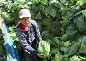 Жетісайлық диқандар алғашқы өнімдерін ала бастады