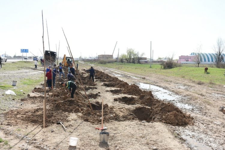 ТҮРКІСТАНҒА 100 МЫҢ ТҮП ТАЛ ОТЫРҒЫЗЫЛУДА