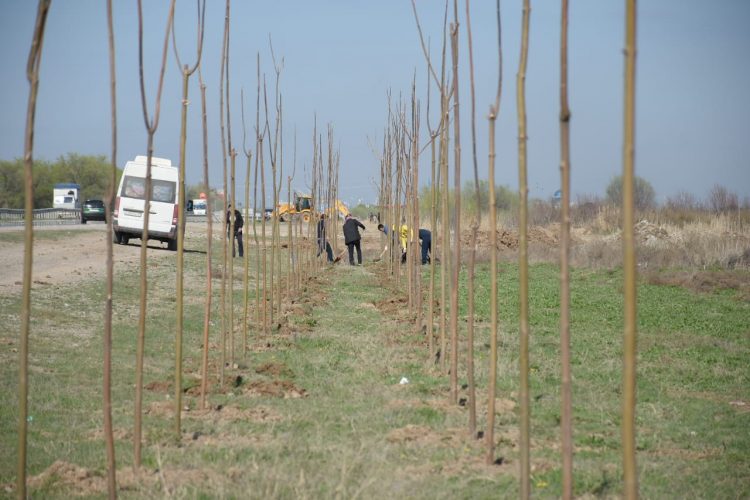 ТҮРКІСТАНҒА 100 МЫҢ ТҮП ТАЛ ОТЫРҒЫЗЫЛУДА