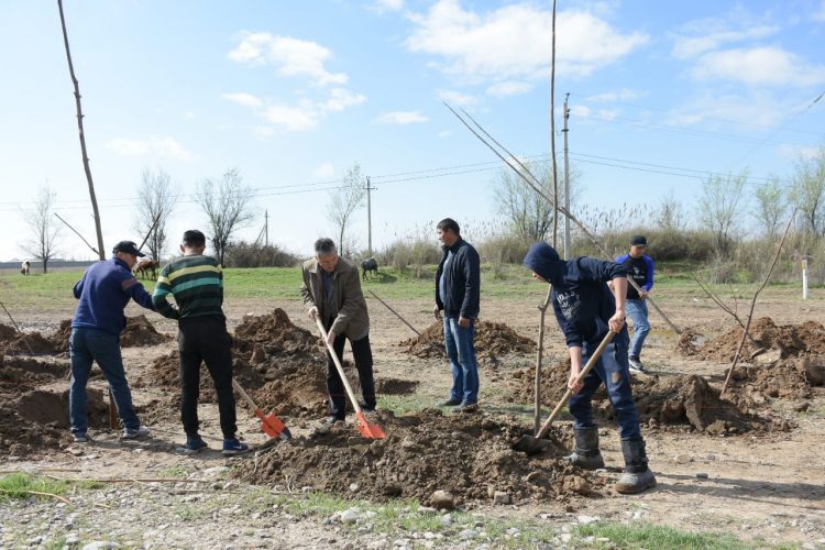 ТҮРКІСТАНҒА 100 МЫҢ ТҮП ТАЛ ОТЫРҒЫЗЫЛУДА