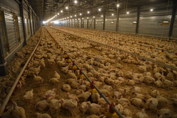 Түркістан облысының әкімі Төлебидегі жұмыстармен танысты