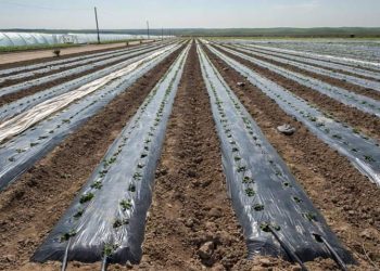 Түркістанда ауыл шаруашылығы дақылдары 379,3 мың га алқапқа егілді