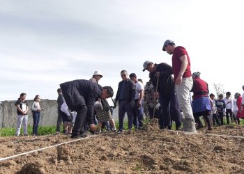 Әлемдегі ең жылдам өсетін ағаш Түлкібас жеріне де отырғызылды