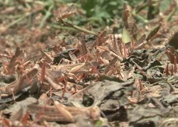 Шегірткемен күрестің көлемі азайса да, қаражаттың мөлшері азаймаған