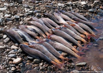 Мақтааралда браконьерлер қолға түсті