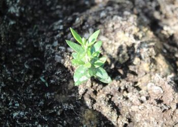 Жетісайда павлования ағашының арнайы тұқымбағы ашылды