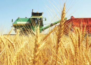 Сайрамда бидай алқабы 15 800 гектарға ұлғаяды