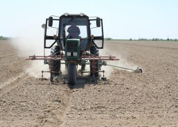 Мақтааралда 35 мың гектар жерге мақта егіледі