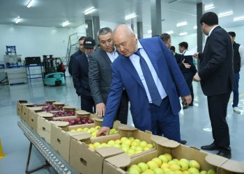 Түлкібаста қарқынды бау көлемі жыл сайын артып келеді