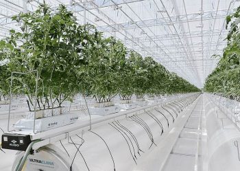 Келес ауданында еліміздегі ең ірі жылыжай кешені салынады