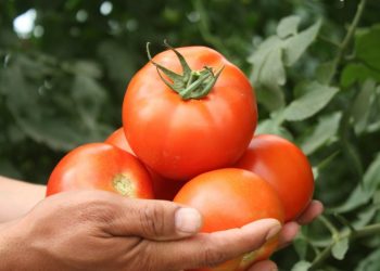 Түркістан облысында 1000 гектарға жуық жылыжай бар