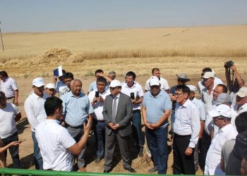 Түркістандық шаруалар жаздық бидайды оруды бастады