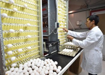 Кентаулық фабрика жылына 16 миллионнан астам жұмыртқа өндіреді