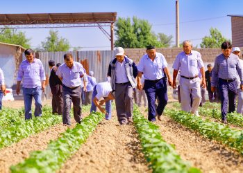 Түркістан: Мақтааралдық диқандар өнімдерін шетелге экспорттауда