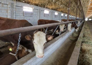 Түлкібаста ауыл шаруашылығында 12 жоба іске қосылды