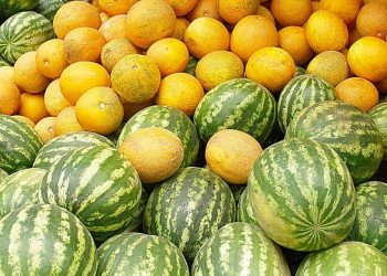 Созақтық бағбандар қауын-қарбыздарын Ресейге саудаламақ