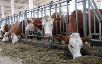 «Сыбағаның» шапағатын көрген шаруалар