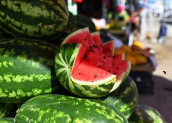 Созақ ауданының бағбандары өсірген қарбыз салмағы 15 келіден асып түседі
